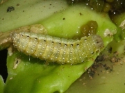 1356 Garden Pebble (Evergestis forficalis) pre pupating caterpillar