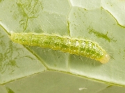 1356 Garden Pebble (Evergestis forficalis) third instar caterpillar feeding on a cabbage leaf