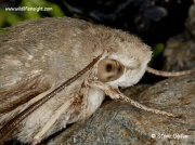 1984 Hummingbird Hawk-moth (Macroglossum stellatarum) close up of head and eye