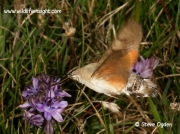 1984 Hummingbird Hawk-moth (Macroglossum stellatarum) feeding at Autumn squill