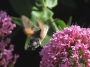 1984 Hummingbird Hawk-moth (Macroglossum stellatarum)
