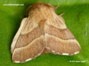 Male Lackey moth  (Malacosoma neustria) © 2014 Steve Ogden