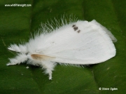2030 yellow-tail moth (Euproctis similis) male © 2006 Steve Ogden