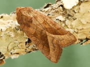 2361 Rosy Rustic (Hydraecia micacea)