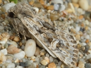 2354 Sandhill Rustic (Luperina nickerlii) subspecies leechi