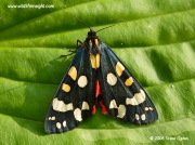 2068 Scarlet Tiger Moth Callimorpha dominula)