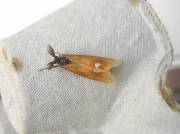 2026 The Vapourer (Orgyia antiqua) - male moth