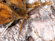 2026 The Vapourer (Orgyia antiqua) - male moth antennae