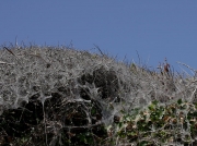 0425 Silk webs of Orchard Ermine (Yponomeuta padella) Blackthorn
