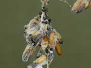 0425 Pupae in silk webs of Orchard Ermine (Yponomeuta padella) Blackthorn
