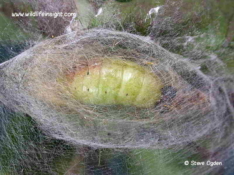 A freshly pupated Vapourer Moth  caterpillar inside its cocoon © 2005 Steve Ogden