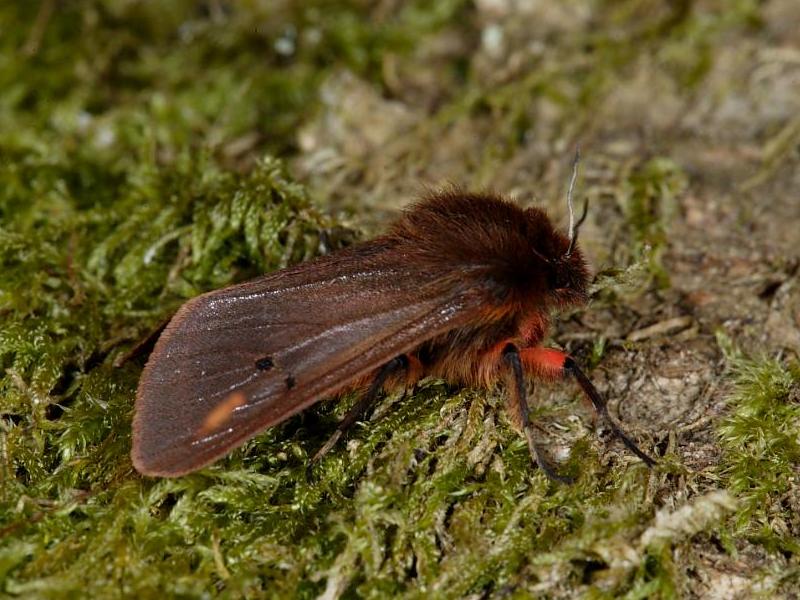 Dark form of Ruby Tiger Moth (Phragmatobia fuliginosa). © Steve Ogden