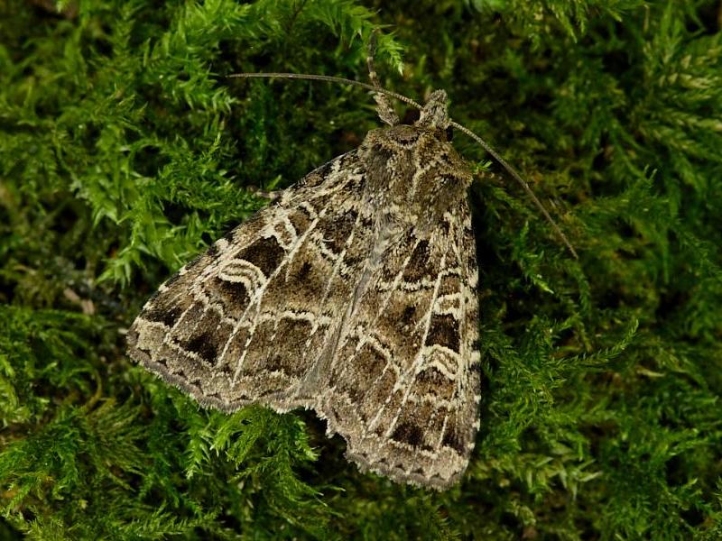 The Gothic Moth and caterpillar, Naenia typica Wildlife Insight