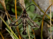 0383 Thrift Clearwing (Synansphecia muscaeformis)