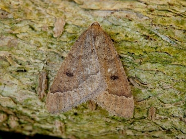1960 Early Moth (Theria primaria)