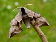 1980 Eyed Hawk-moth (Smerinthus ocellata)