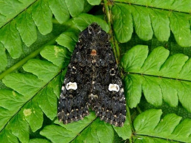 2155 Dot Moth (Melanchra persicariae)