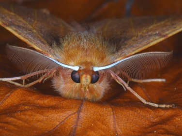 1914 Feathered Thorn (Colotois pennaria) head and antennae