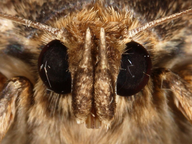 Moth Anatomy | Wildlife Insight