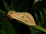 0014 Ghost Moth (Hepialus humuli) - female