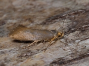 0236 Common Clothes Moth (Tineola bisselliella)