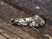 0216 Cork Moth (Nemapogon cloacella)