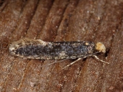 0227 Skin Moth (Monopis laevigella)
