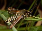 0382 Six-belted Clearwing (Bembecia ichneumoniformis)