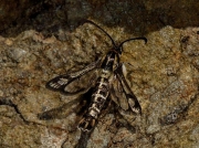 0383 Thrift Clearwing (Synansphecia muscaeformis)