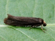 0449 Ash Bud Moth (Prays fraxinella)