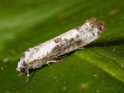 0449 Ash Bud Moth (Prays fraxinella)