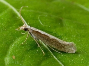 0464 Diamond-back Moth (Plutella xylostella)