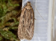 0672 Parsnip Moth (Depressaria radiella)