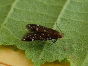 0734 Argolamprotes micella