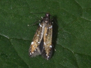 0734 Argolamprotes micella