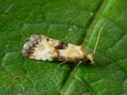 0954 Eupoecilia angustana