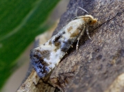 0954 Eupoecilia angustana