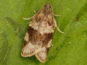0986 Syndemis musculana