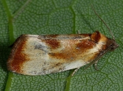 1015 Eulia ministrana