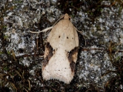 1044 Acleris ferrugana
