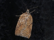 1044 Acleris ferrugana