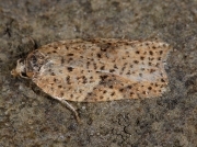 1044 Acleris ferrugana