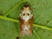 1044 Acleris ferrugana