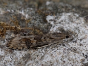 1398 Rush Veneer (Nomophila noctuella)