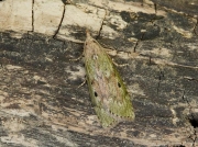 1428 Bee Moth (Aphomia sociella)