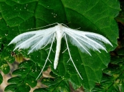 1513 White Plume Moth (Pterophorus pentadactyla)