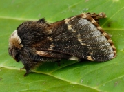 1631 December Moth (Poecilocampa populi) male in resting position