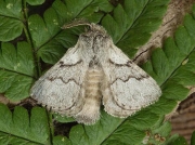 1632 Pale Eggar (Trichiura crataegi) moth with wings partially open and showing males combed antennae
