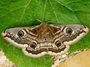 1643 Emperor Moth (Saturnia pavonia) - female