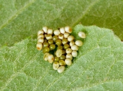 1643 Emperor Moth (Saturnia pavonia) - eggs